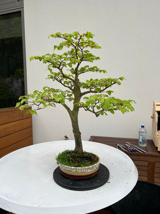 Beech Tree Spring Pruning