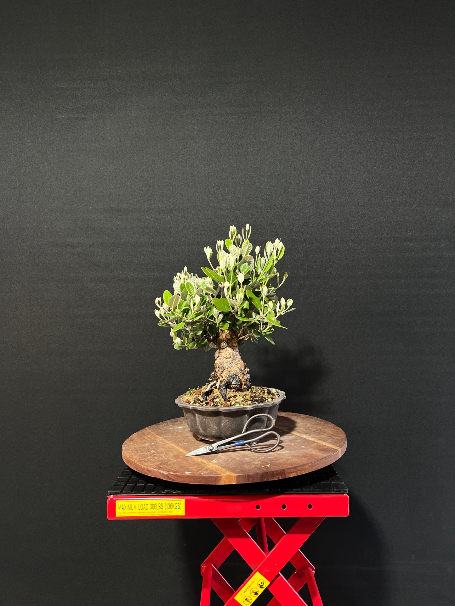 Feijoa Bonsai