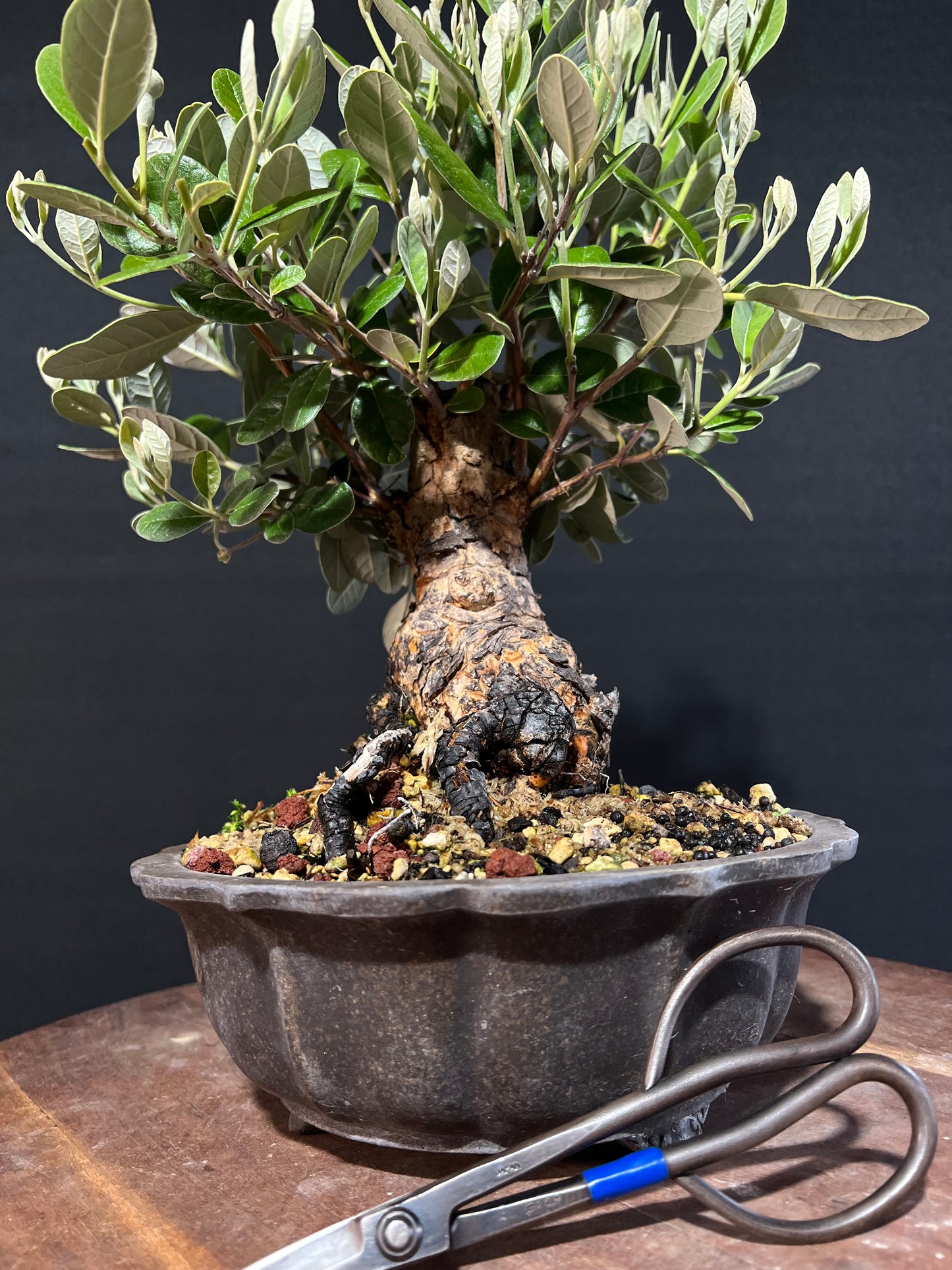 Feijoa Bonsai