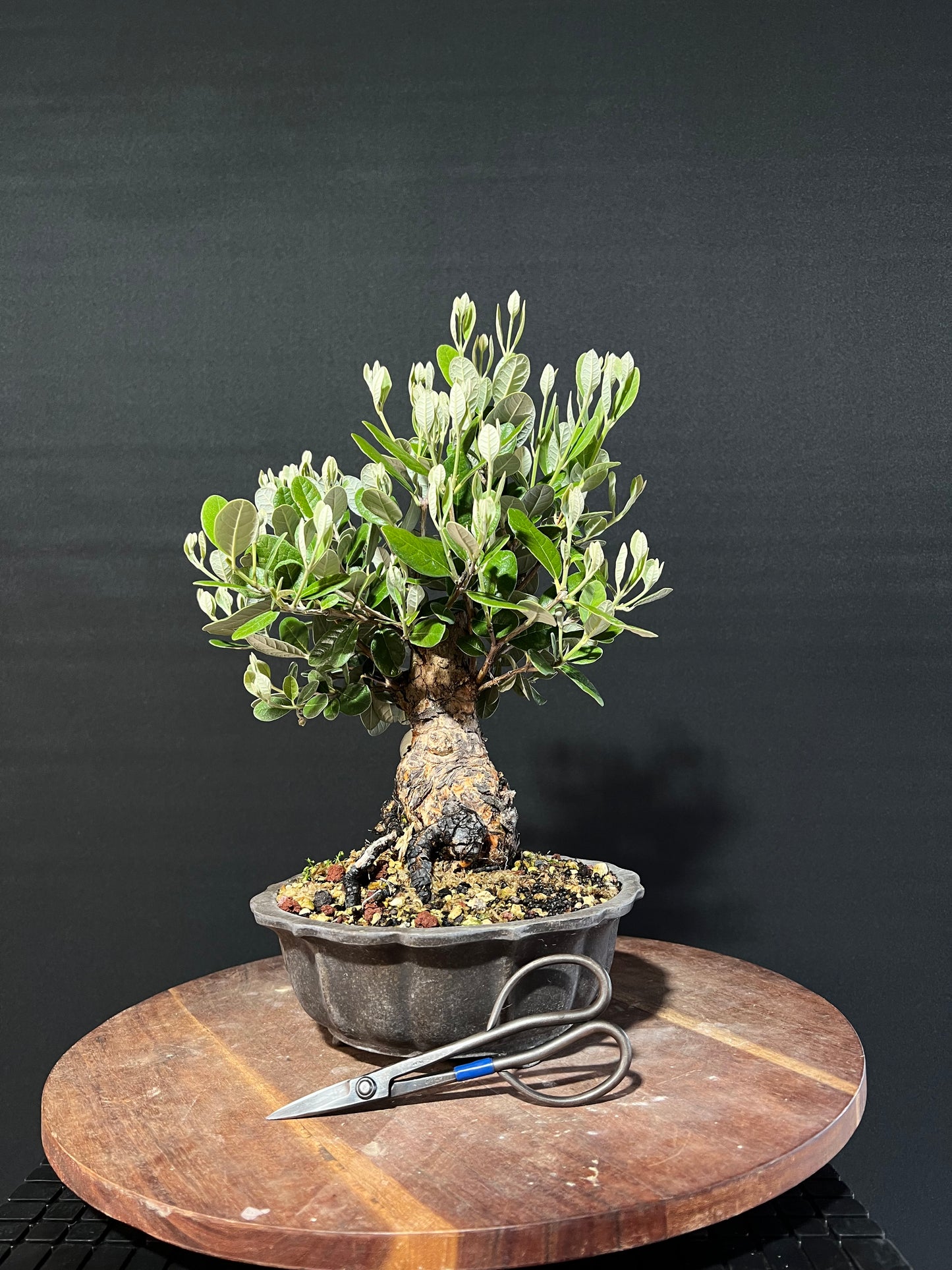 Feijoa Bonsai