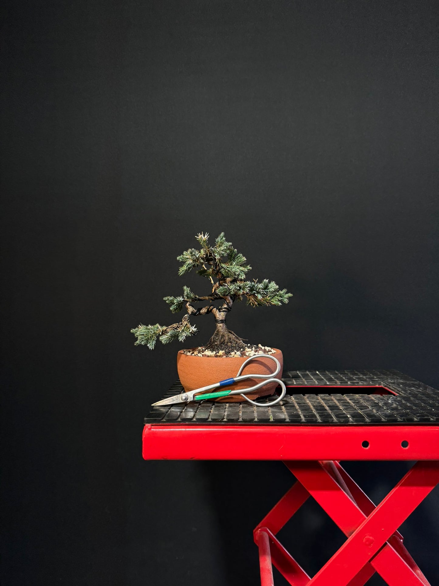 Blue Star Juniper Bonsai