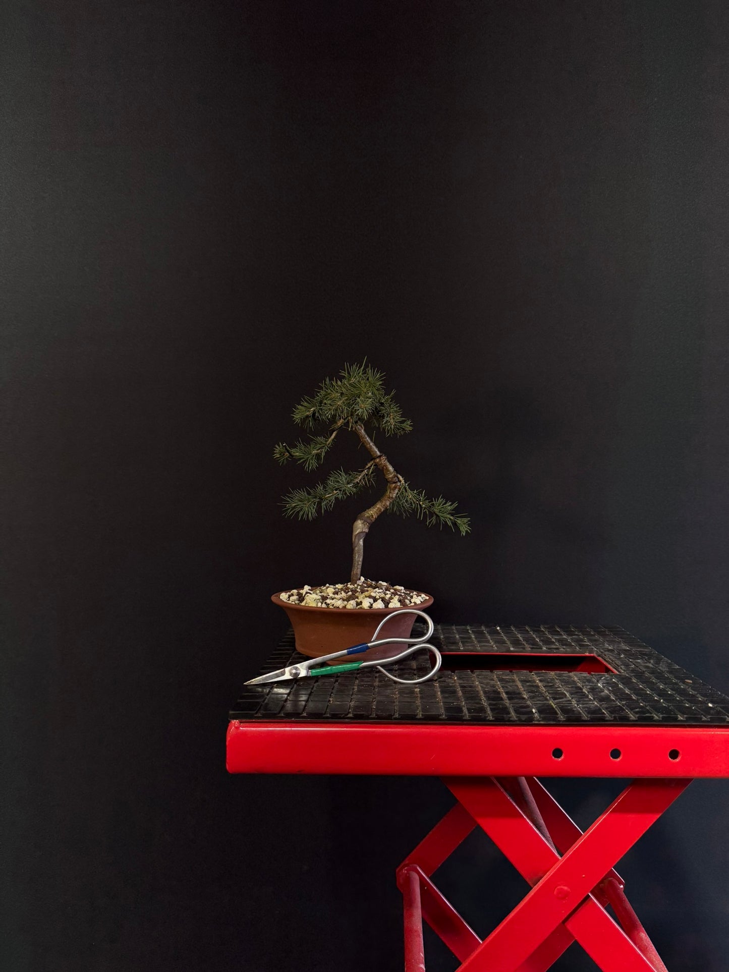 Atlas Cedar Bonsai