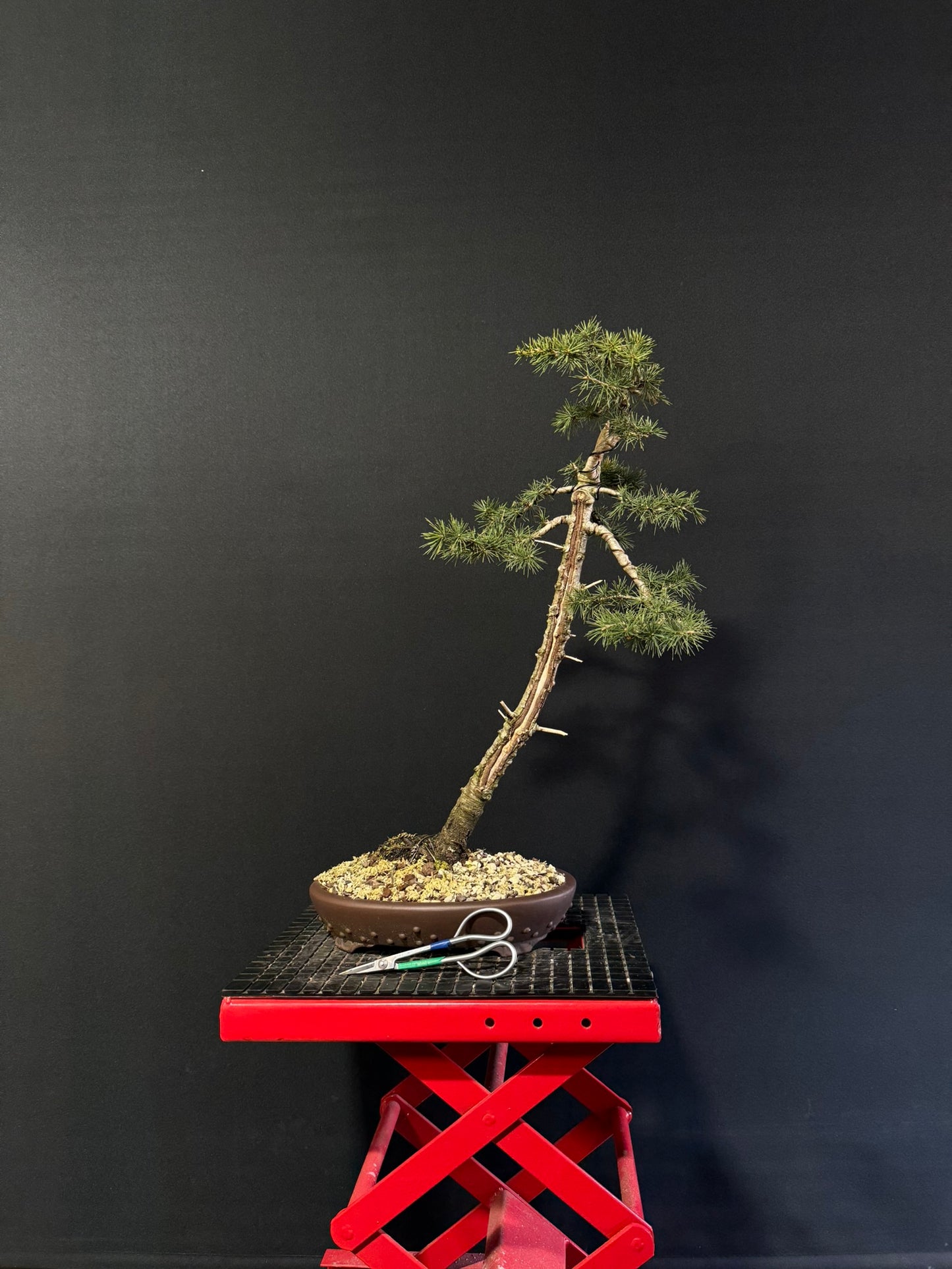 Atlas Cedar Bonsai
