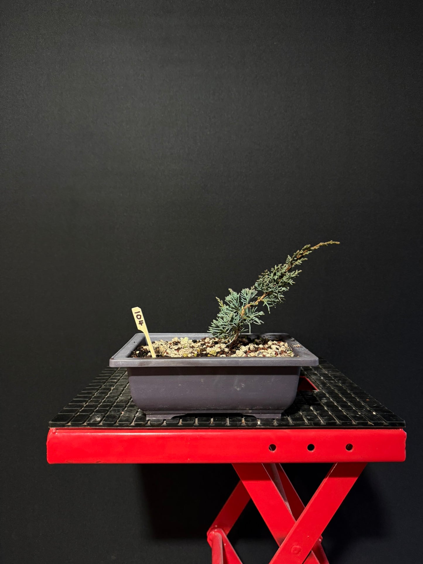 Juniperus x media blaauw