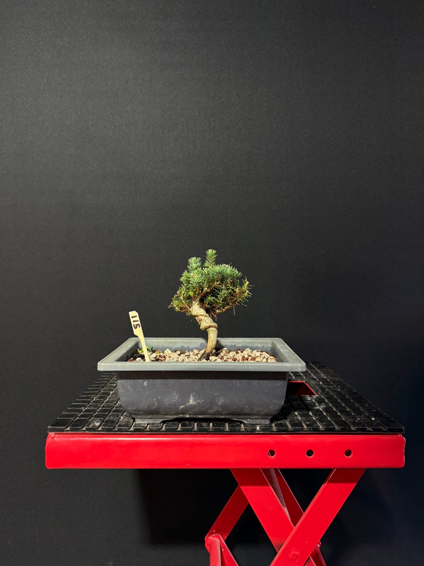 Italian Stone Pine