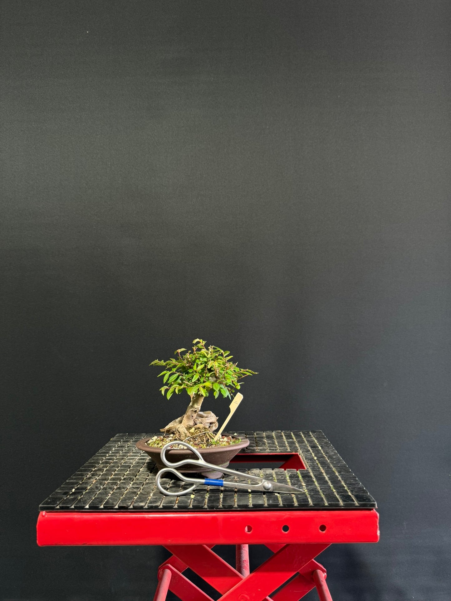 Chinese Elm
