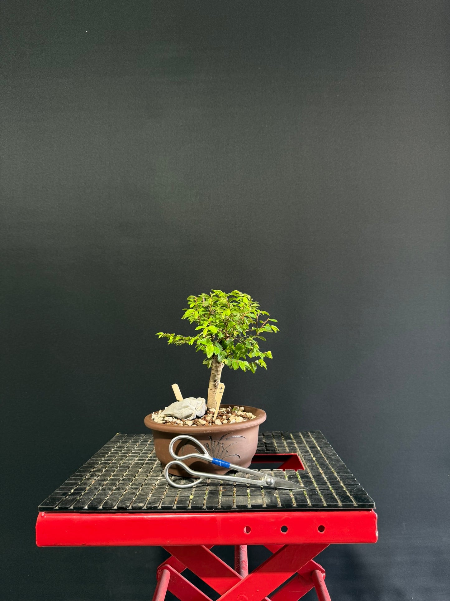 Chinese Elm