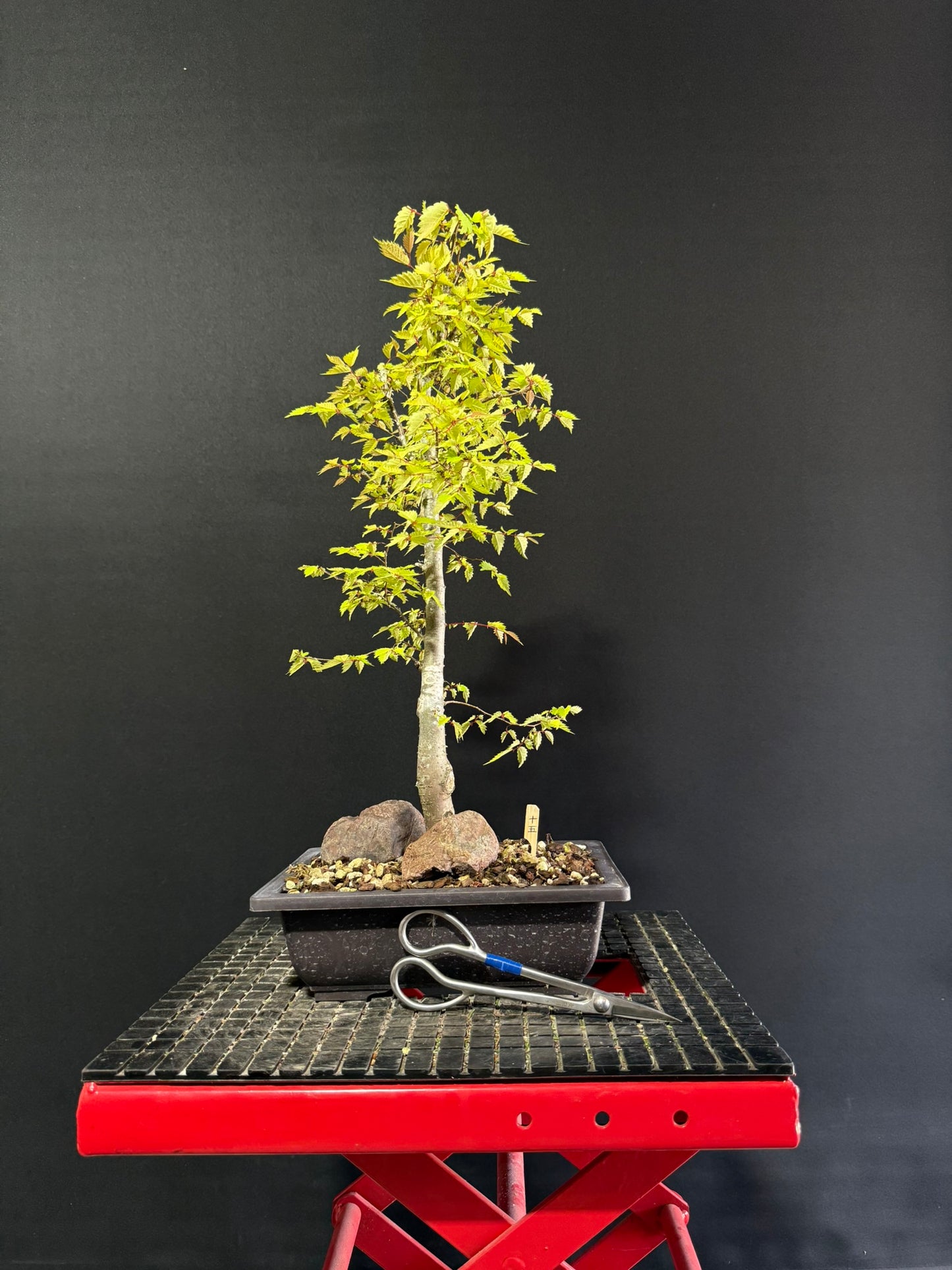 Japanese Elm