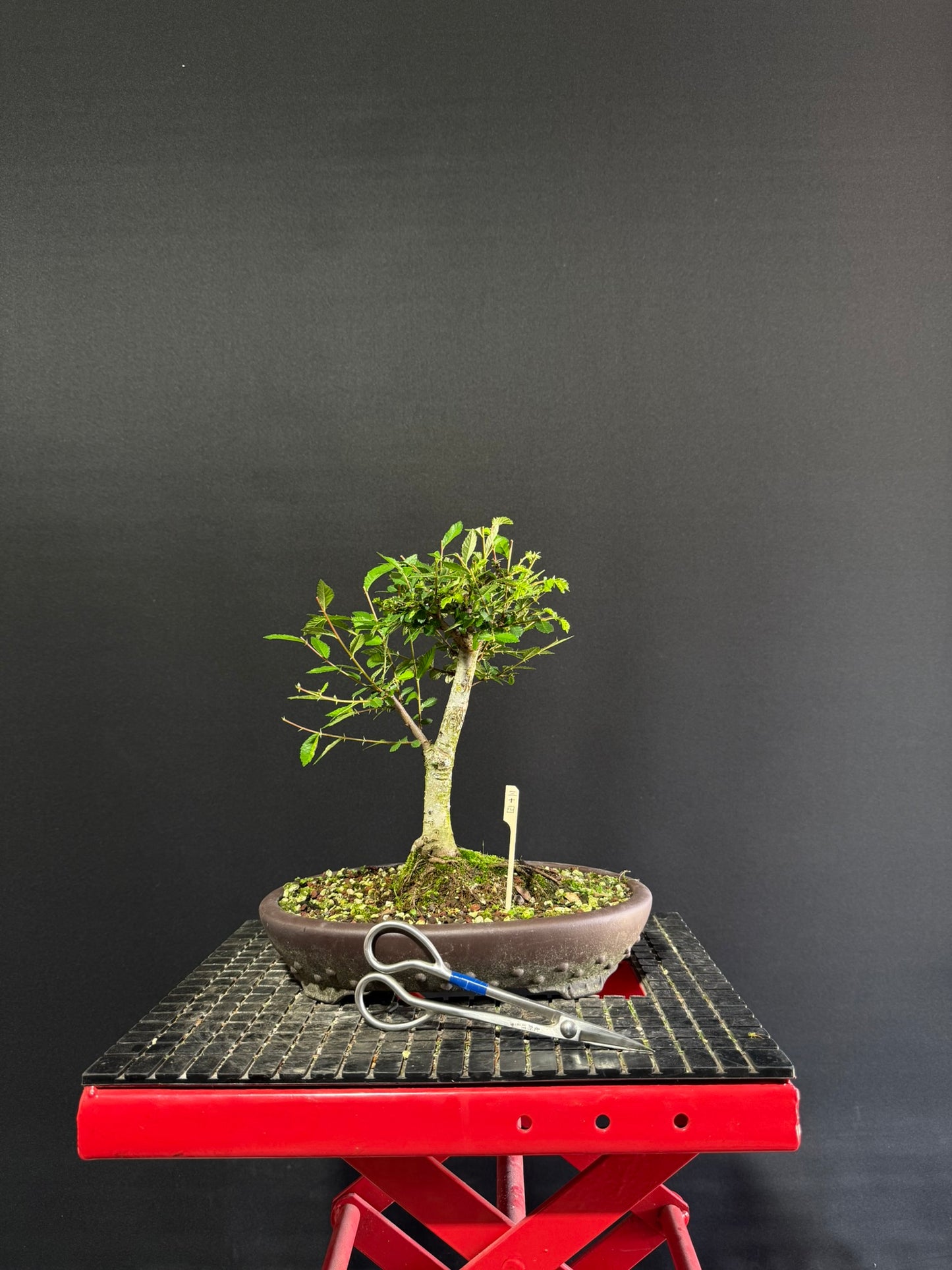 Chinese Elm