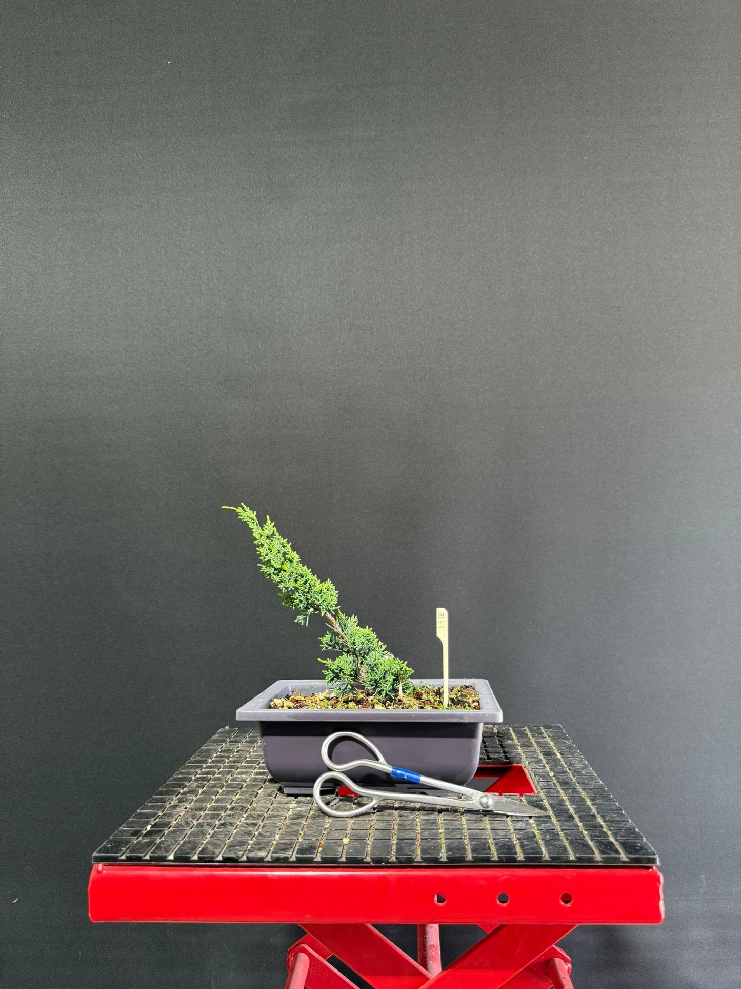 Juniper x media blaauw