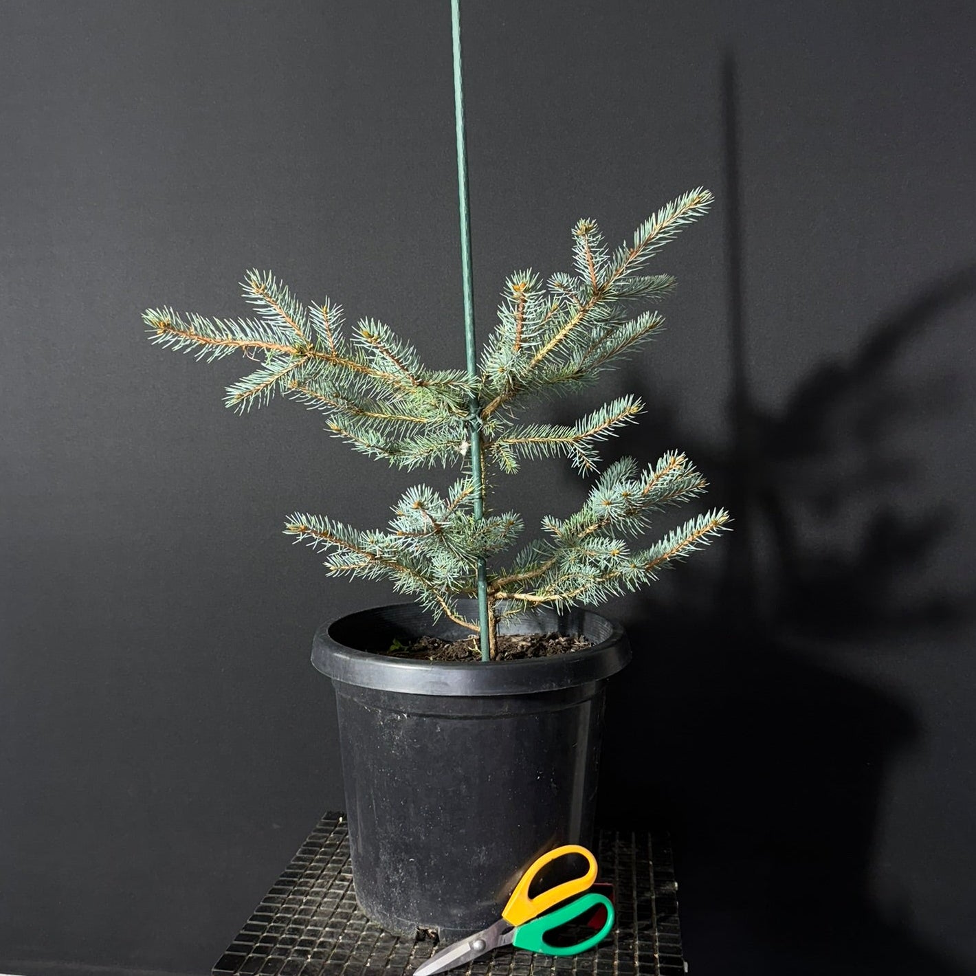 Blue Spruce