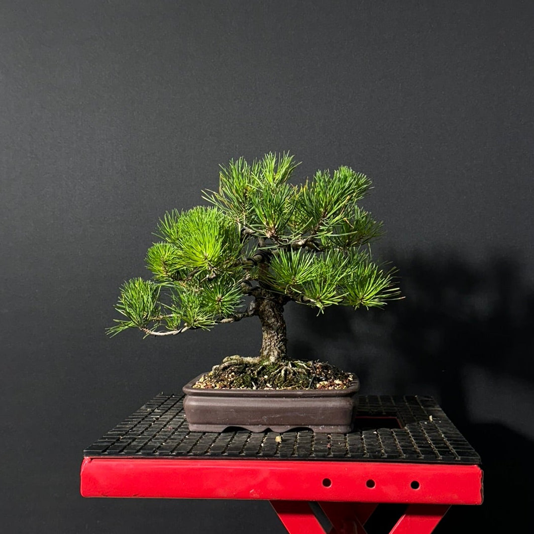 Mugo Pine Bonsai