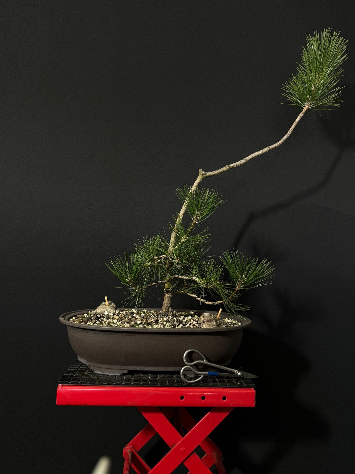 Japanese Black Pine