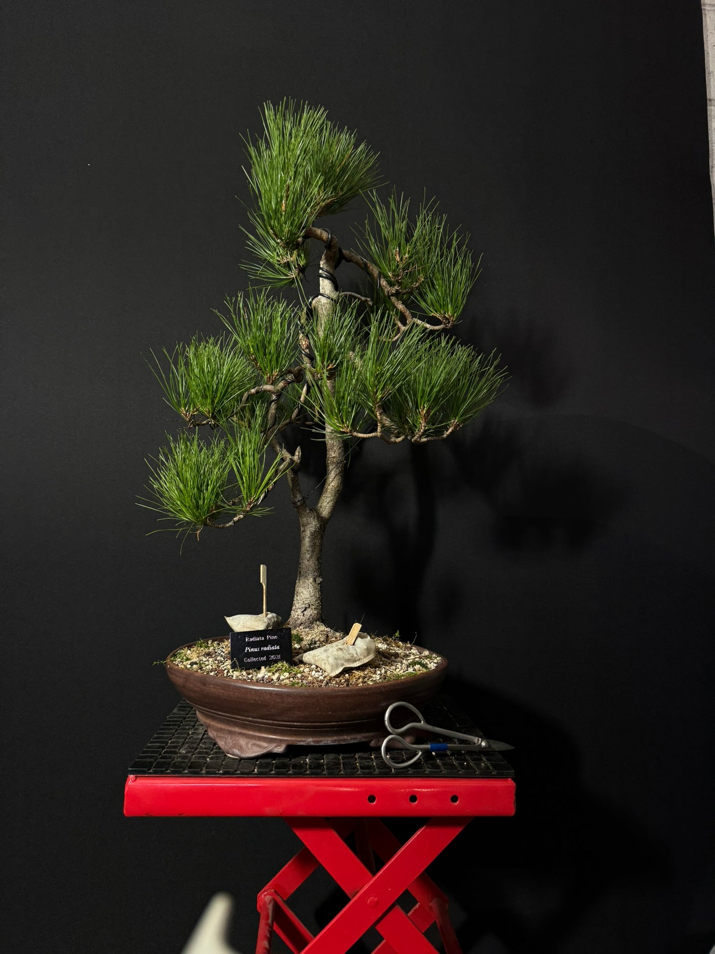 Radiata Pine