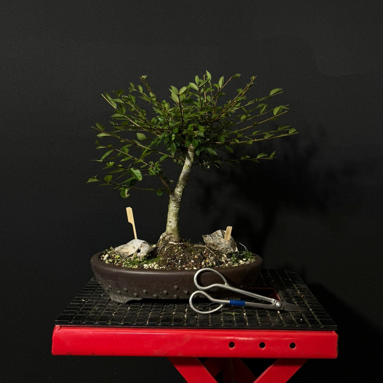 Chinese Elm