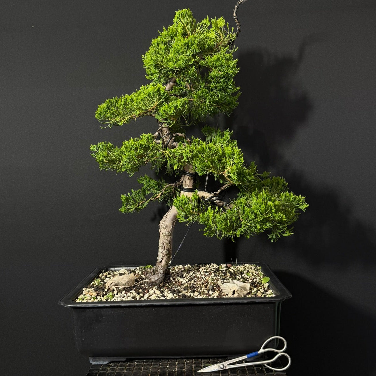 Kaizuka Juniper