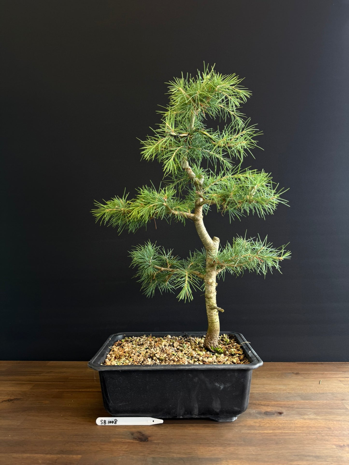 Himalayan Cedar