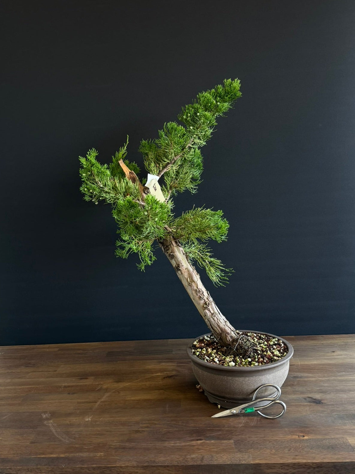Kaizuka -Pre Bonsai