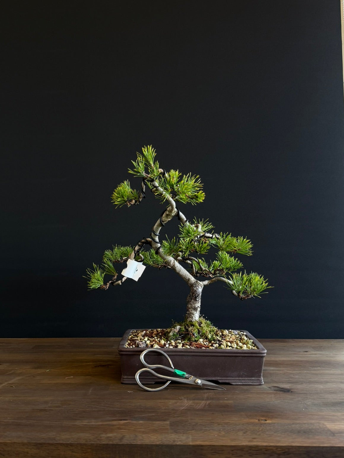 Pine Bonsai