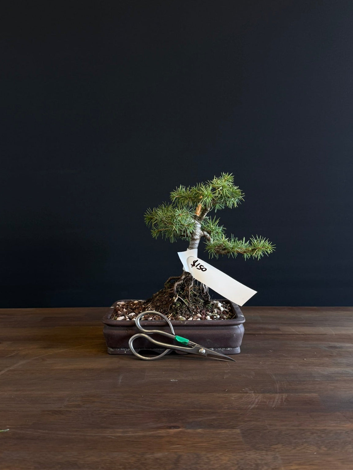 Atlas Cedar