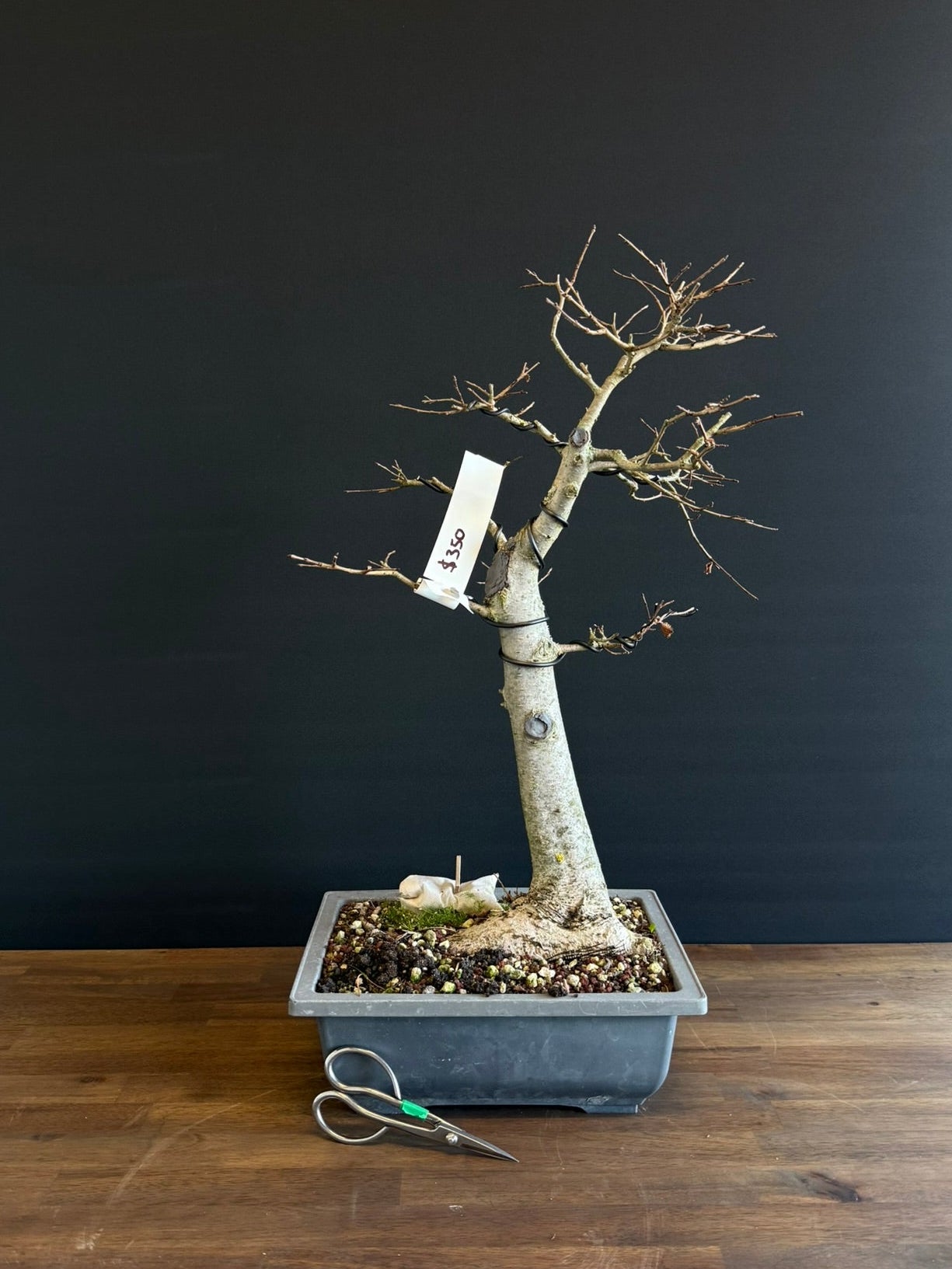 Field Elm