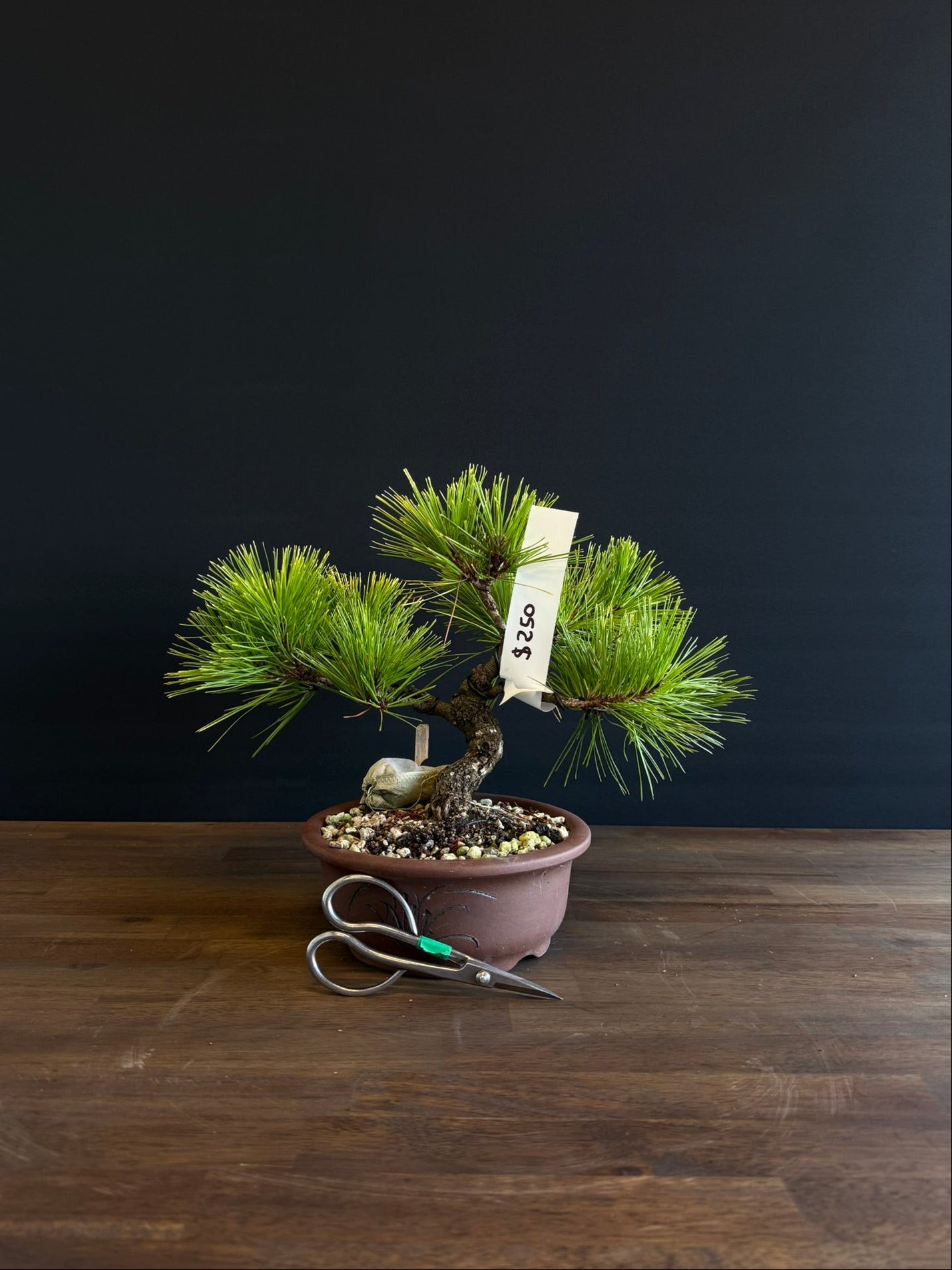 Pine Bonsai