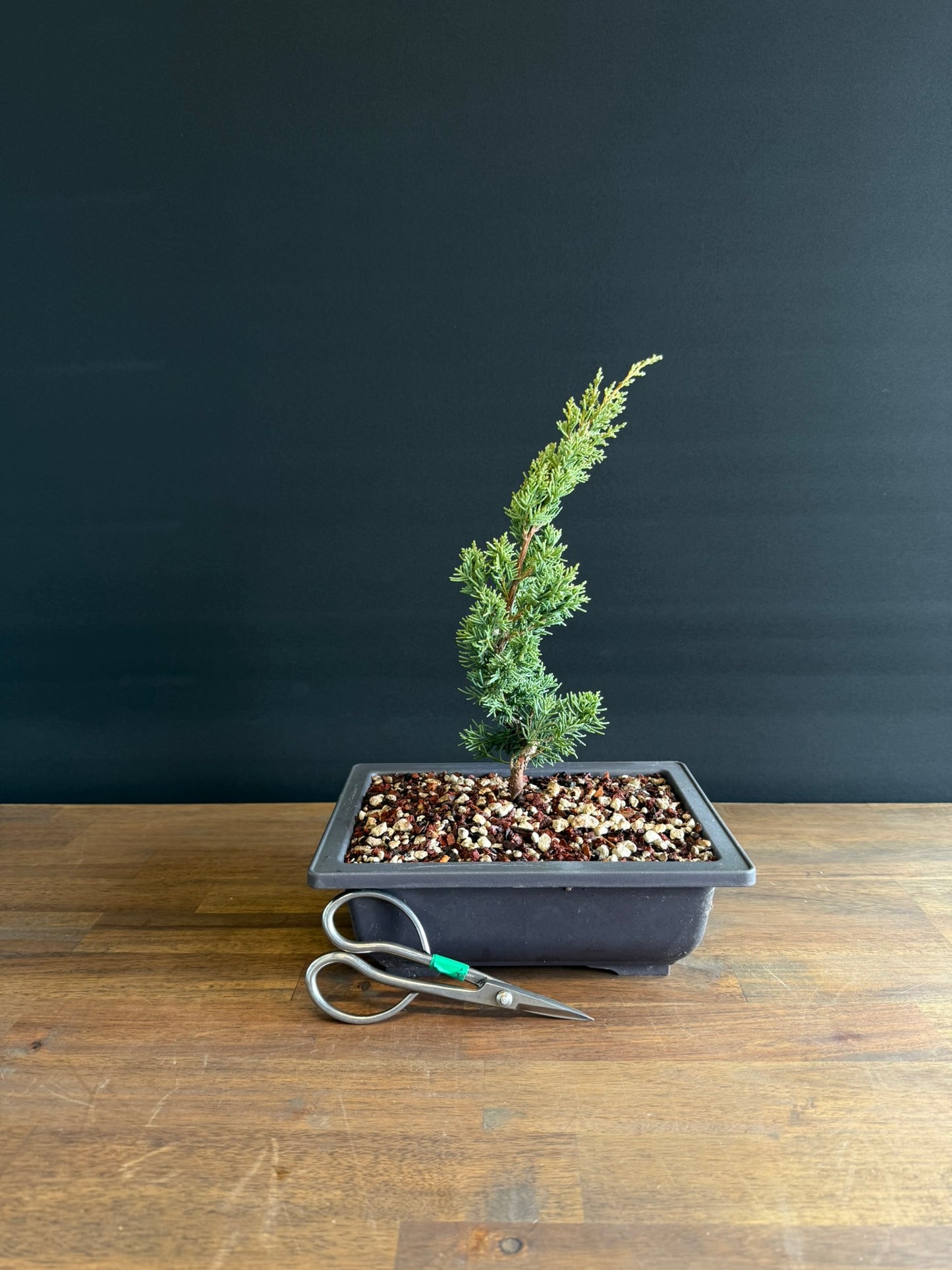 Juniper Starter Bonsai -media blaauw