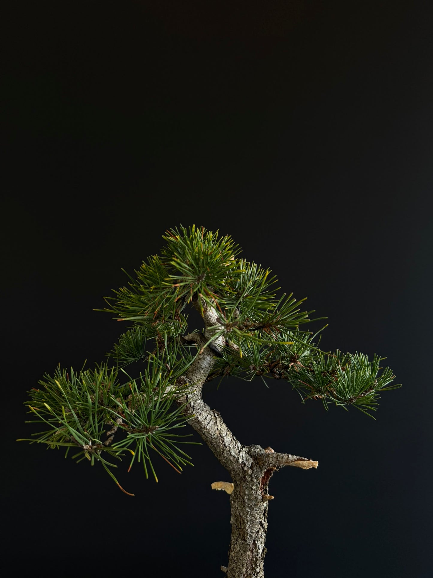 Pine Bonsai