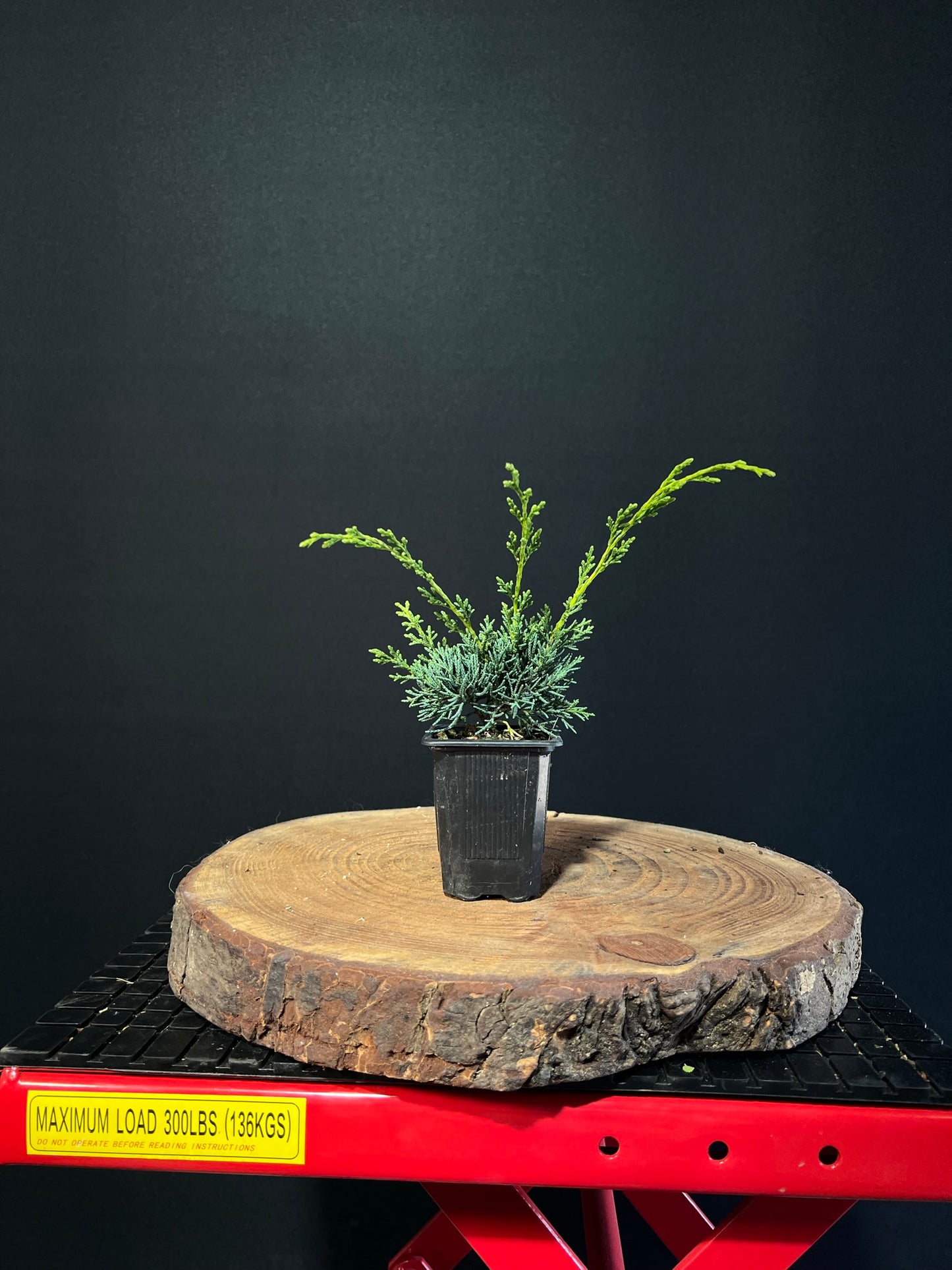 Juniperus chinensis 'Shimpaku' -plug grown