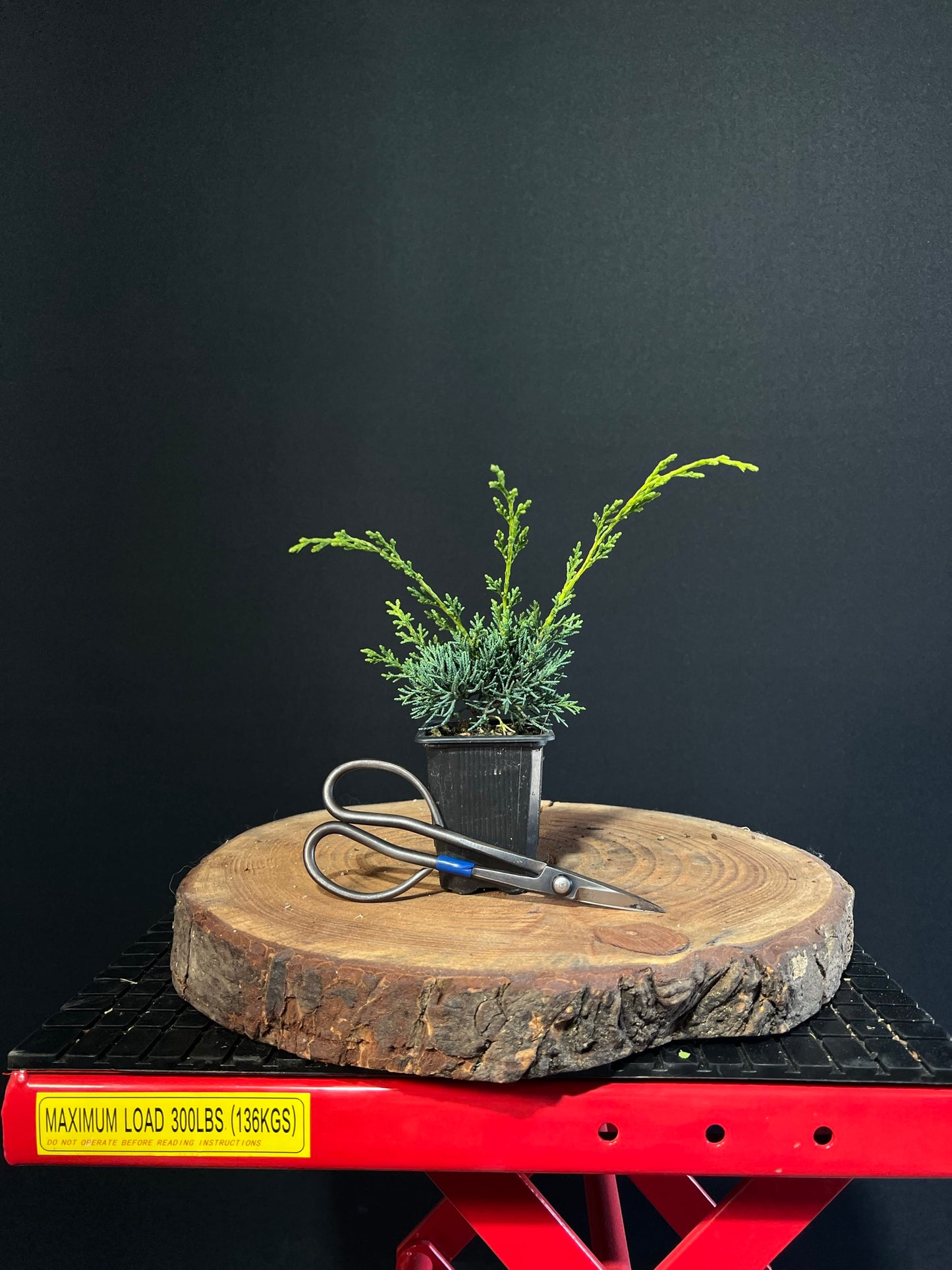 Juniperus chinensis 'Shimpaku' -plug grown