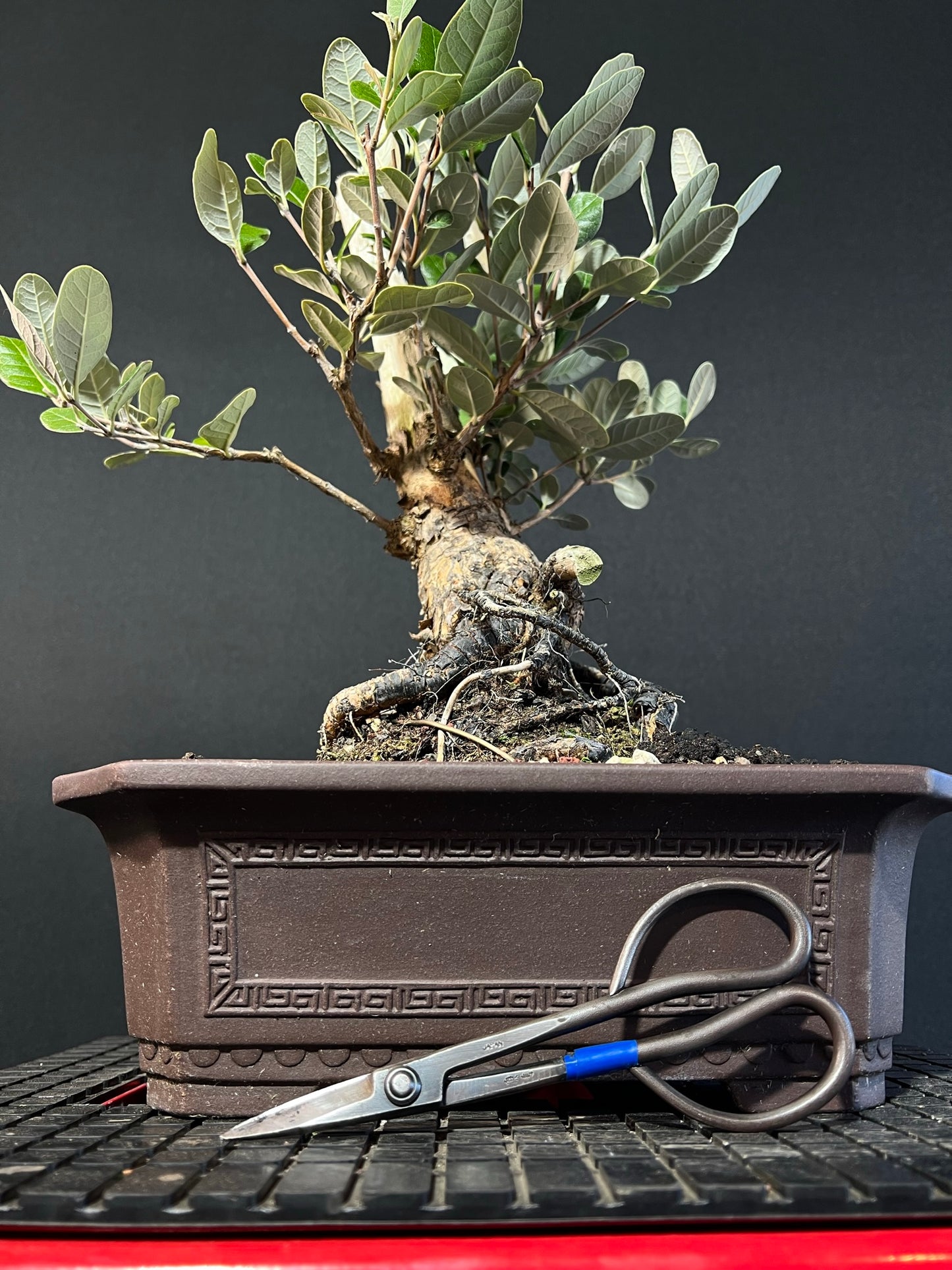 Feijoa Bonsai