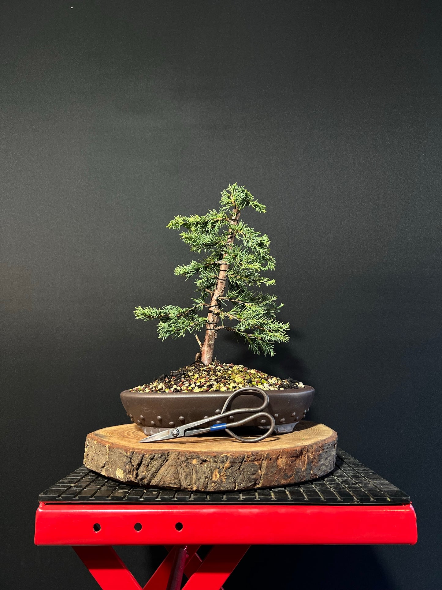 Juniper media blaauw Bonsai