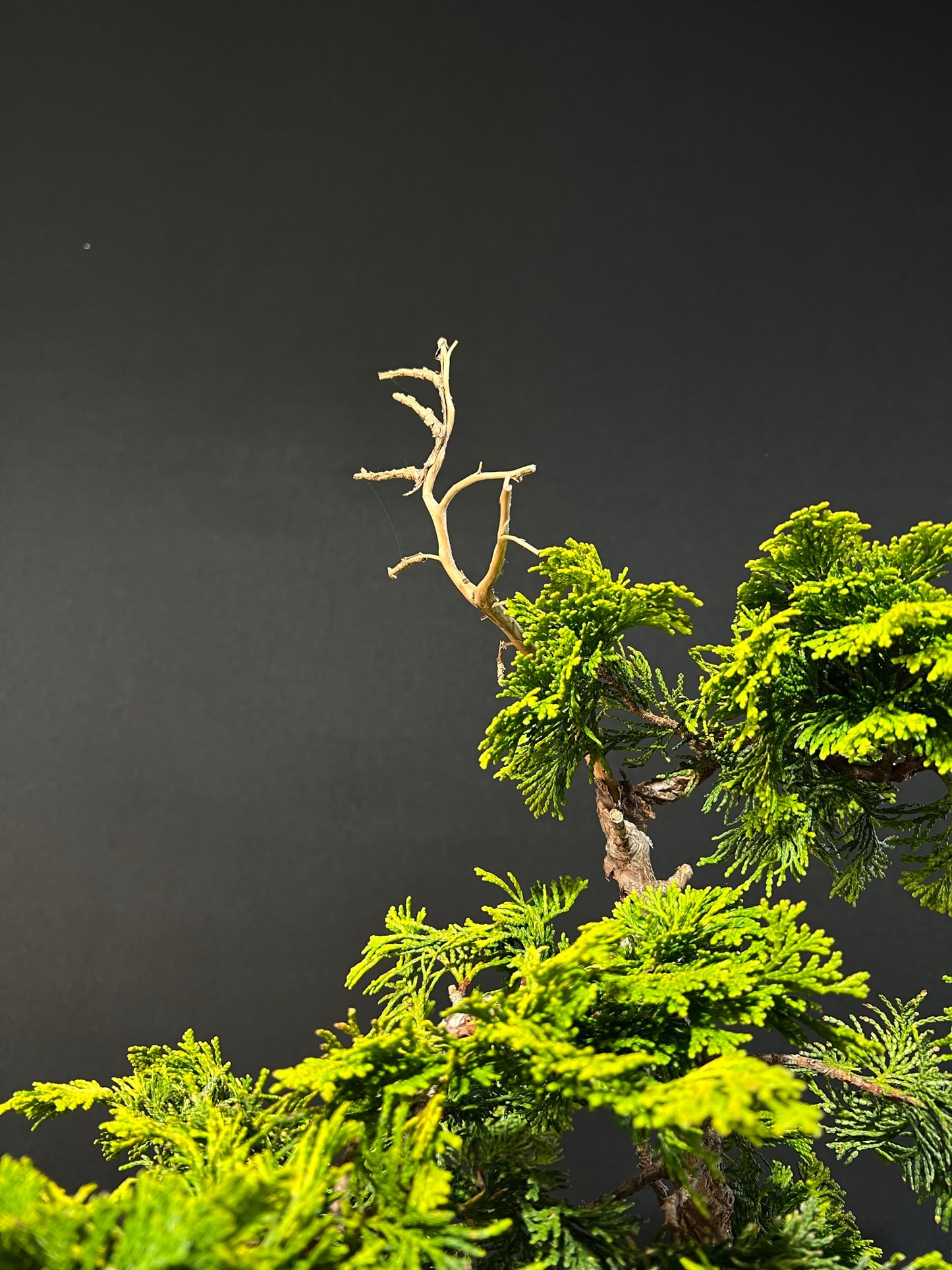 Hinoki Cypress Bonsai