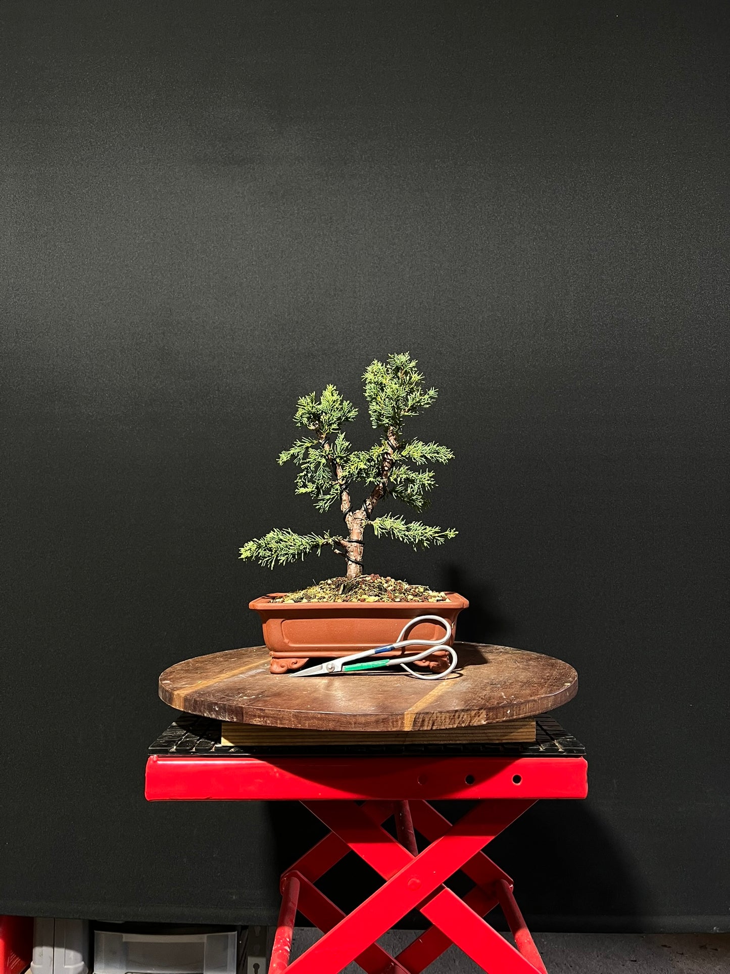 Juniper media blaauw Bonsai