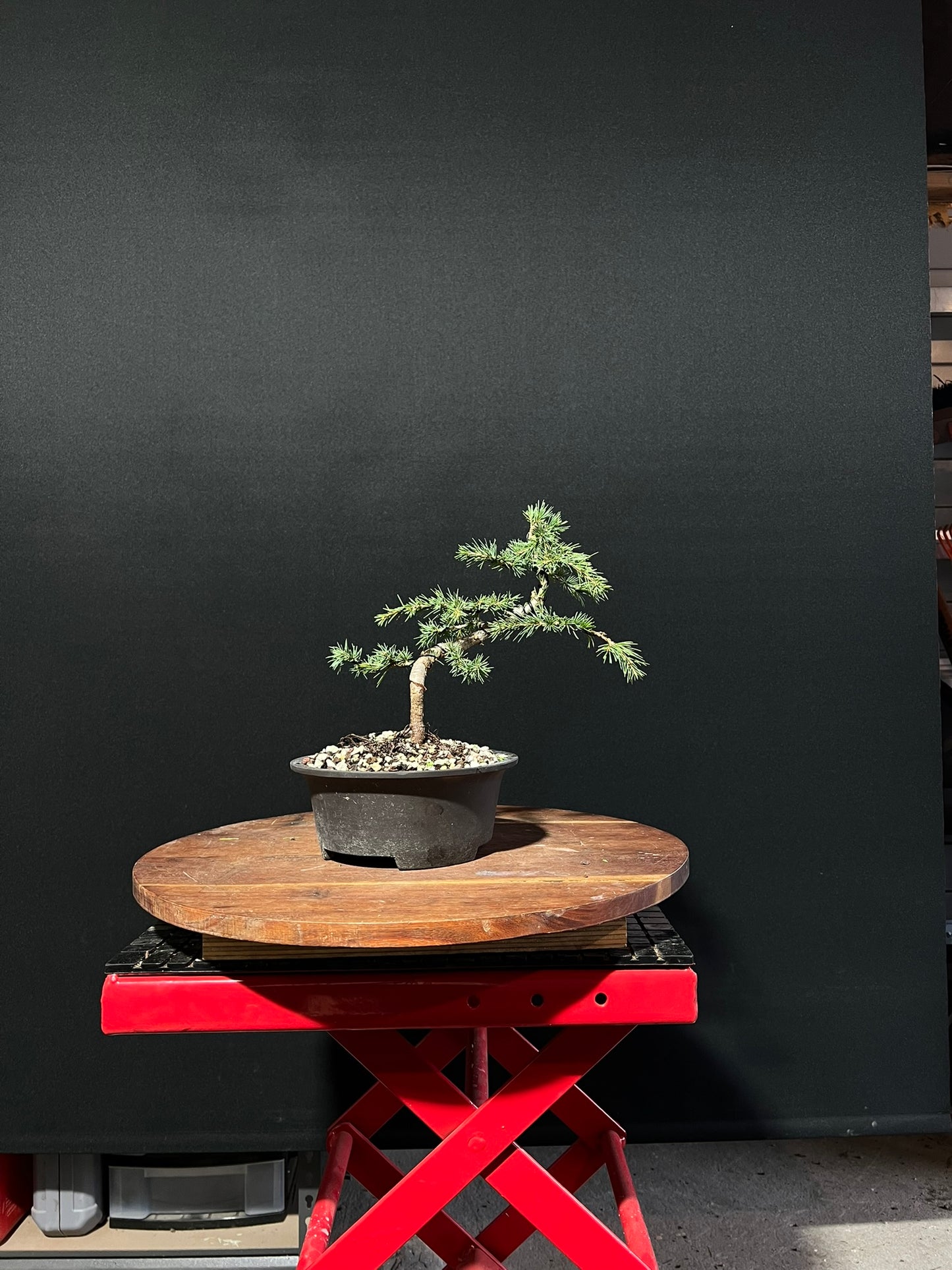 Atlas Cedar Bonsai