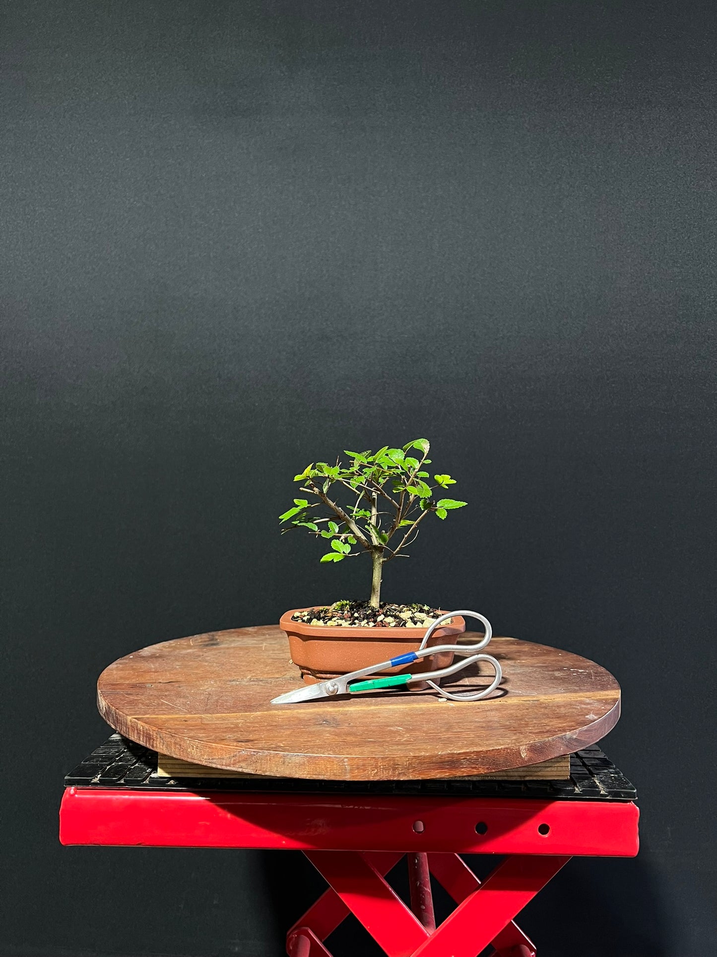 Chinese Elm Bonsai