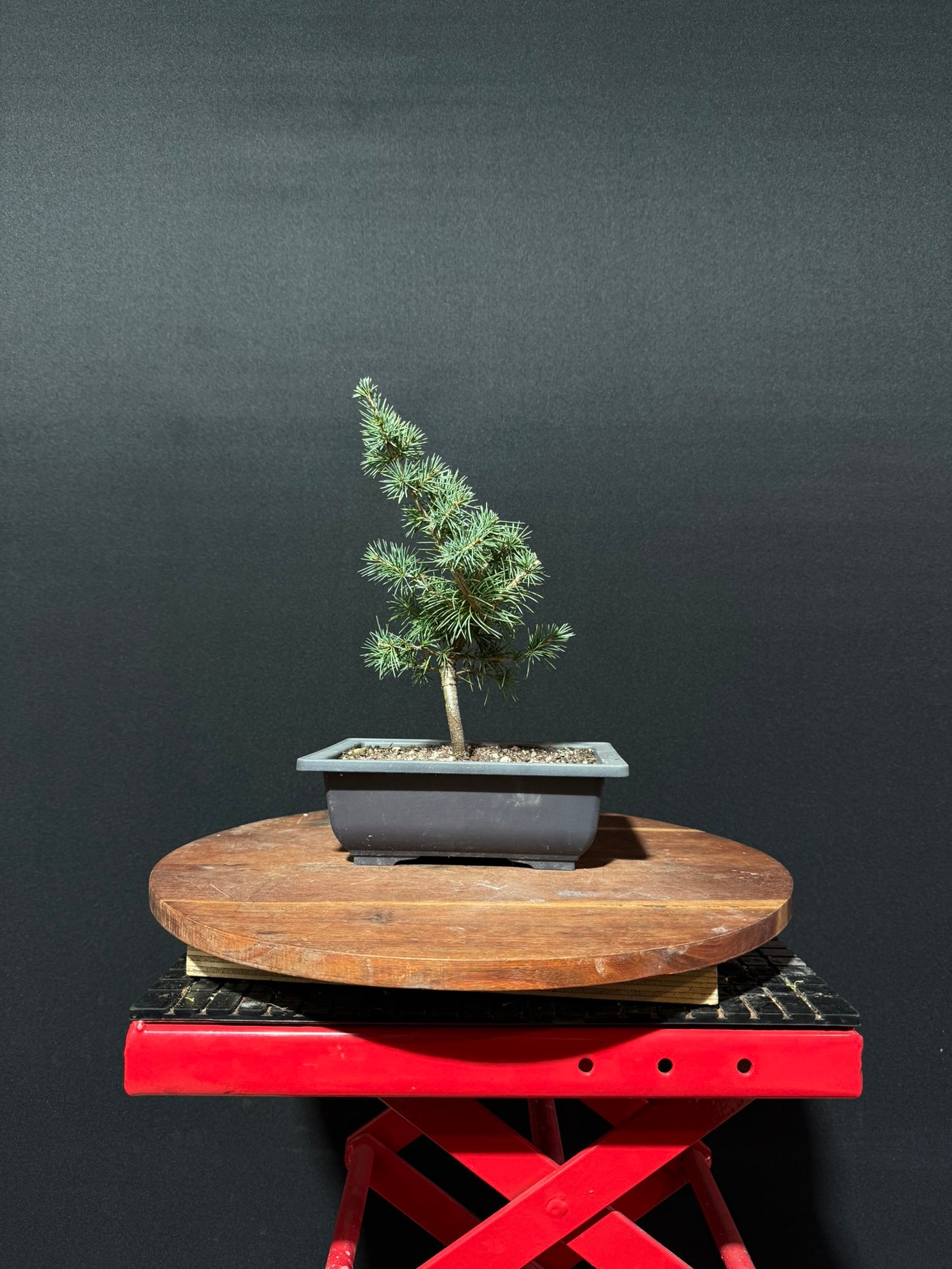 Atlas Cedar Bonsai
