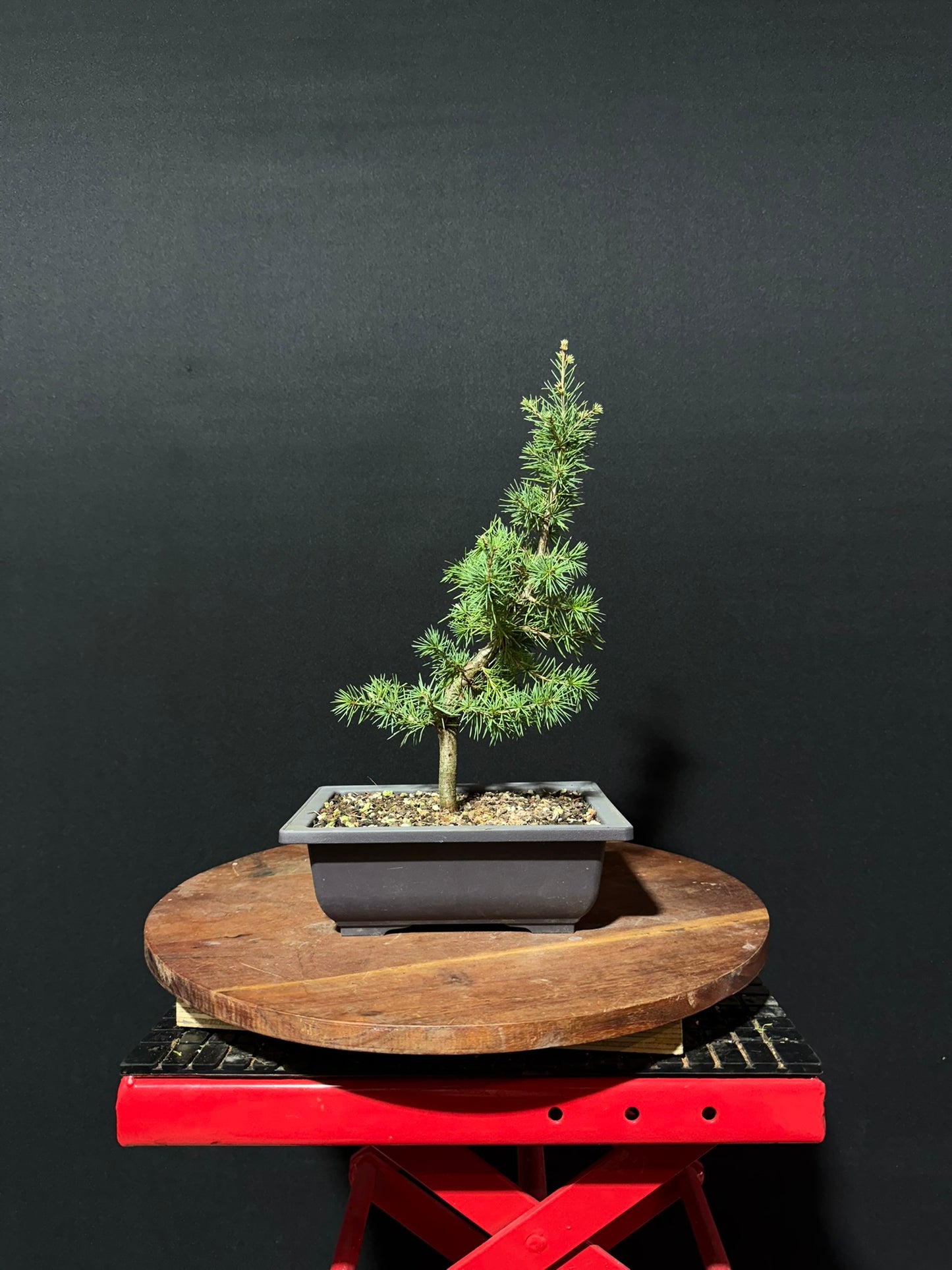 Atlas Cedar Bonsai
