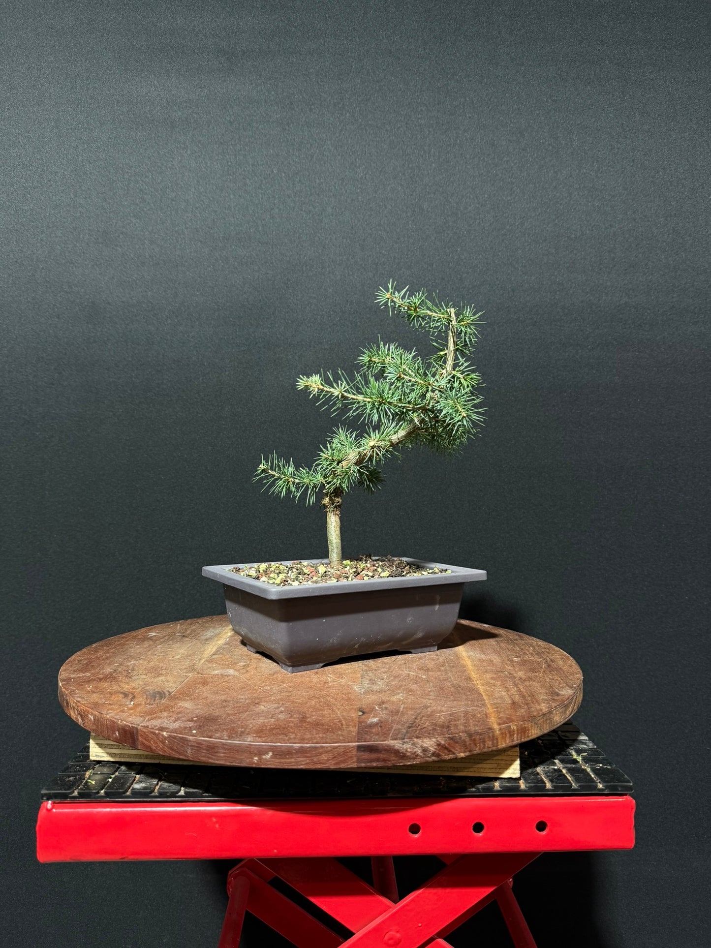Atlas Cedar Bonsai