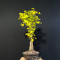 Ginkgo Clump