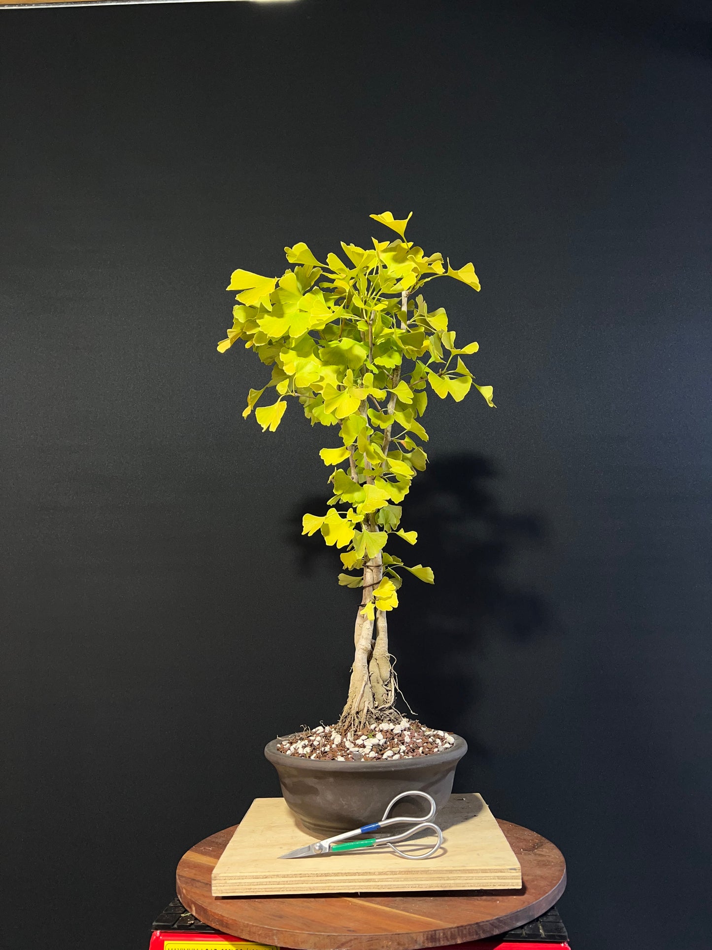 Ginkgo Clump