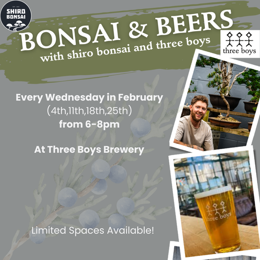 Three Boys - Bonsai Workshop