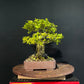 Chinese Privet Bonsai