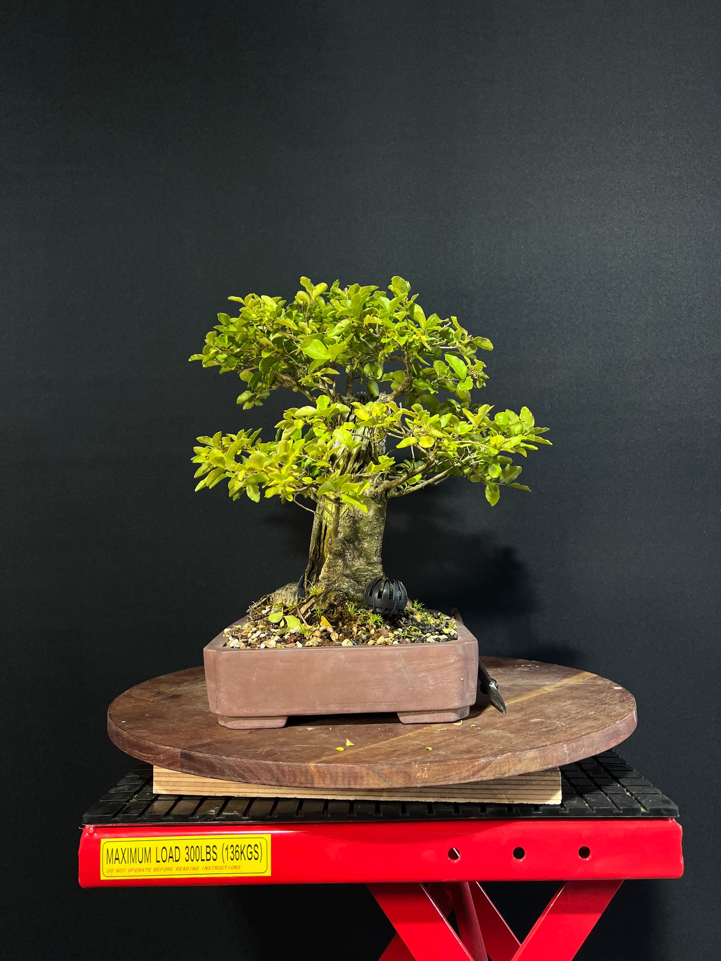 Chinese Privet Bonsai