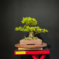 Chinese Privet Bonsai