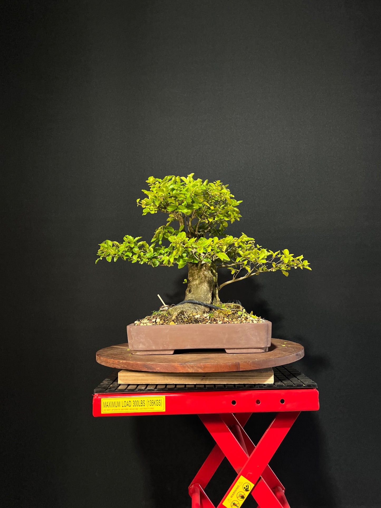 Chinese Privet Bonsai