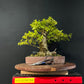 Chinese Privet Bonsai