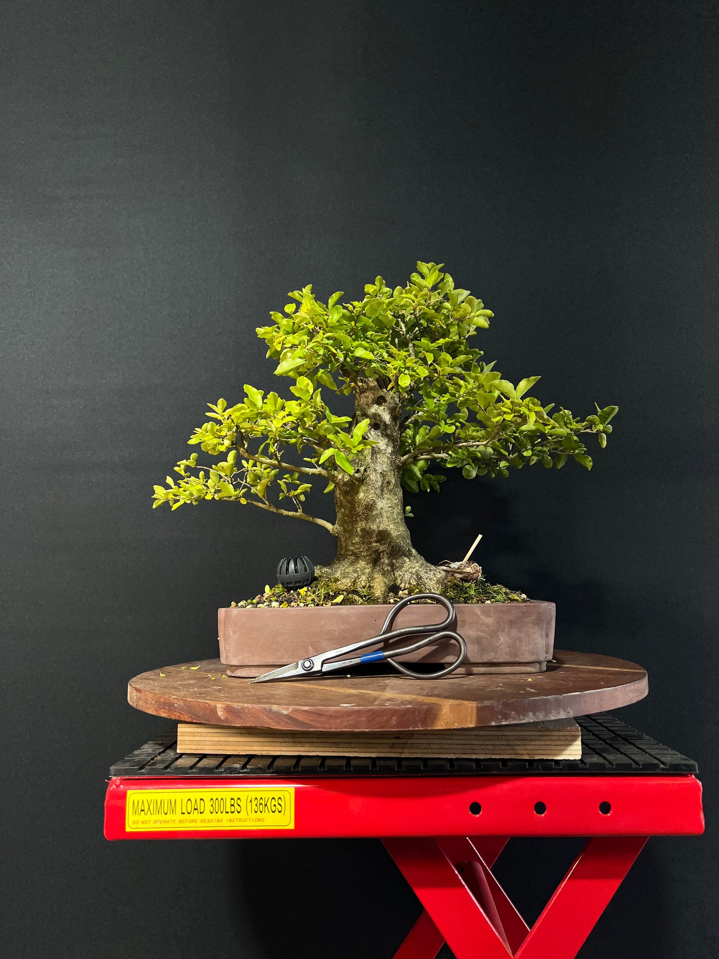 Chinese Privet Bonsai