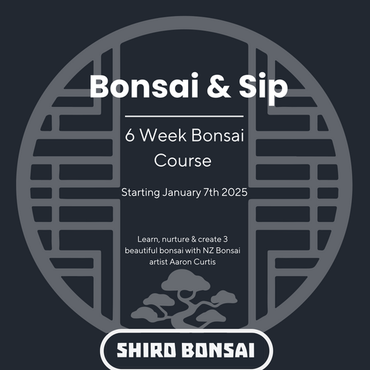 6 Week Beginners Bonsai Course - Starting January 7th 2025