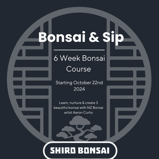 6 Week Beginners Bonsai Course - Starting October 22nd